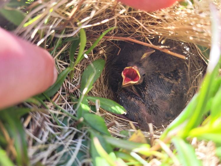 Savannah Sparrow nest with nestlings, Round Island, June 21, 2023 - photo by Alix d'Entremont