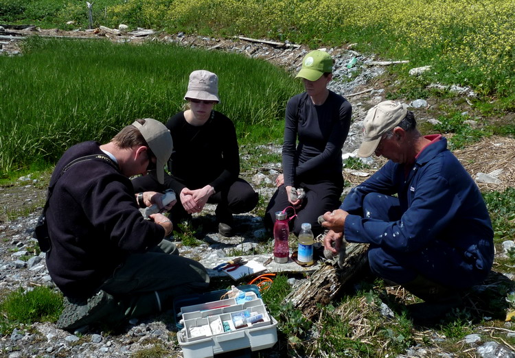 Banding ROST chicks on N. Brother. (left to right: Andrew, Manon, Julie and R&eacute;mi) July 14, 2009 - Ted D'Eon photo