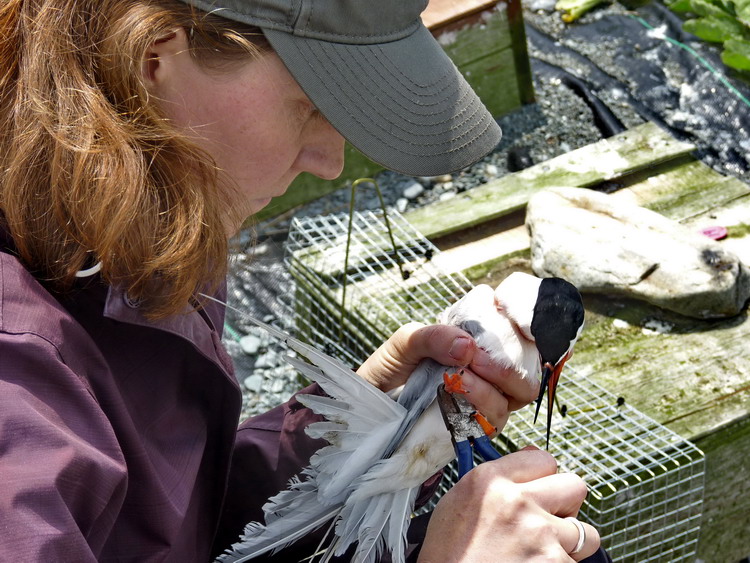 Julie McKnight banding a ROST - N. Brother, June 28, 2011 - Ted D'Eon photo