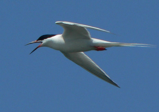 Roseate Tern - N. Brother, July 22, 2005 (Ted D'Eon photo)