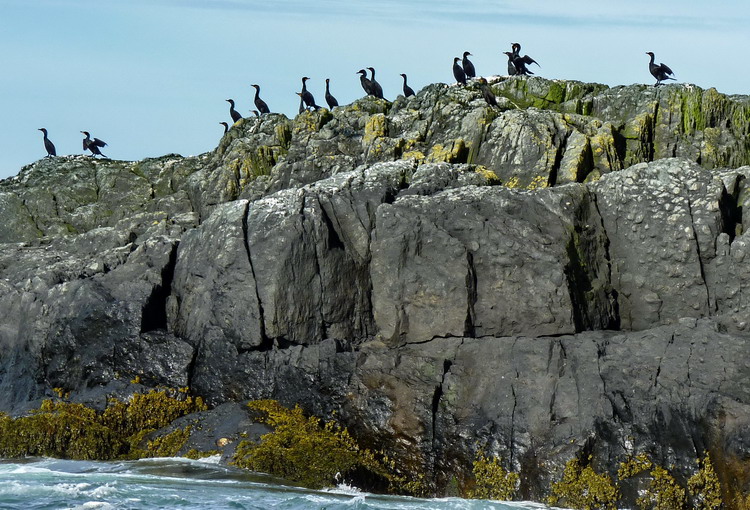 D-c Cormorants at the south end of Gannet Rock, Nova Scotia - June 2, 2012 - Ted D'Eon photo