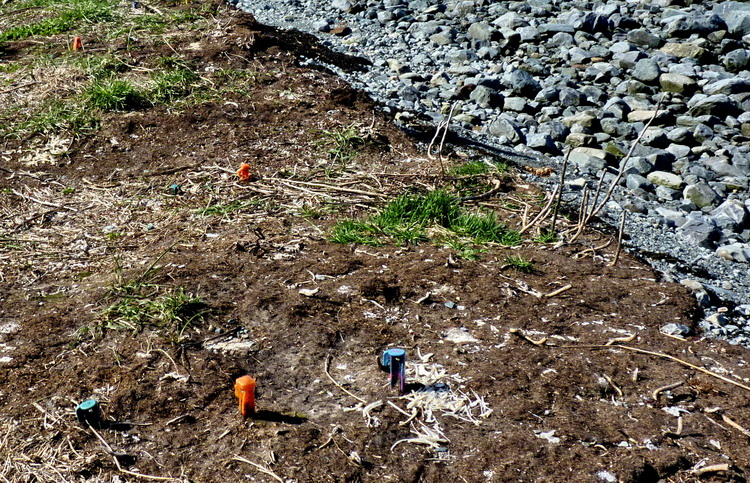 Blue stakes - 2011, orange stakes - 2012, green stakes - 2013. North Brother, May 1, 2012 - Ted D'Eon photo