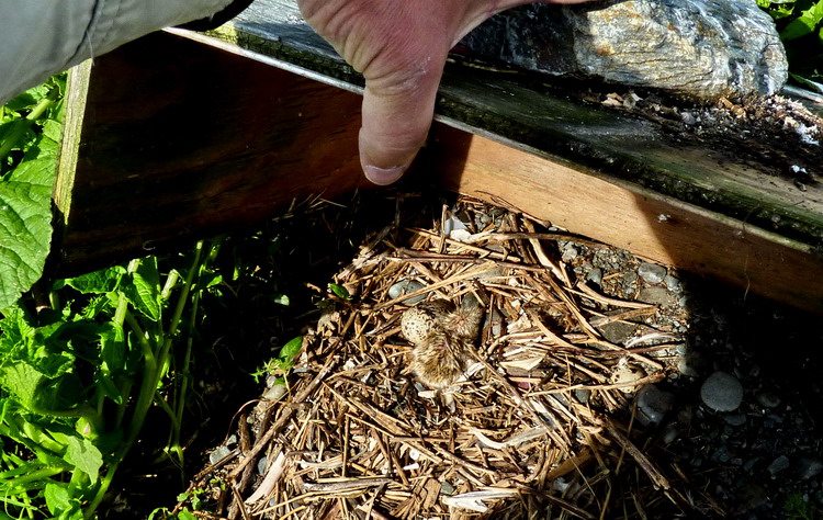 The first ROST chick seen in 2013 - North Brother, June 18, 2013 - Ted D'Eon photo