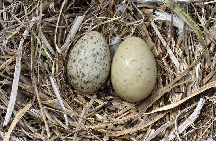 GBBG nest containing GBBG and Common Eider egg - S Brother, May 22, 2014 - Ted D'Eon photo