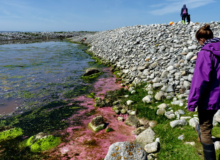Pink pond growth on Flat Island, June 2, 2014 - Ted D'Eon photo