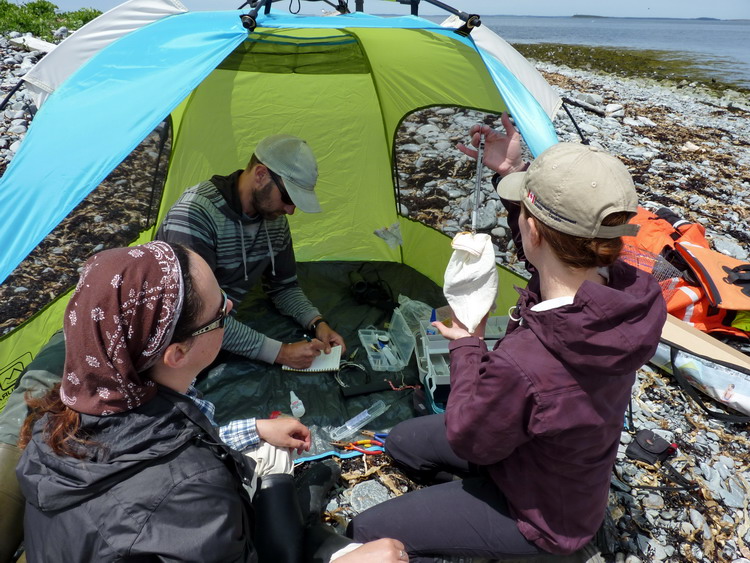 Karine, Rob and Julie at the processing tent - N. Brother, June 12, 2014 - Ted D'Eon photo