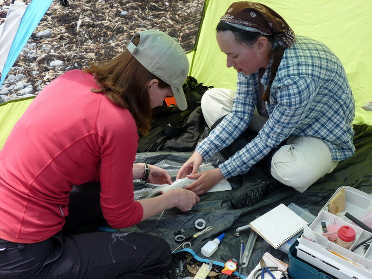 Julie and Karine beginning GPS tagging procedure - N. Brother, June 12, 2014 - Ted D'Eon photo