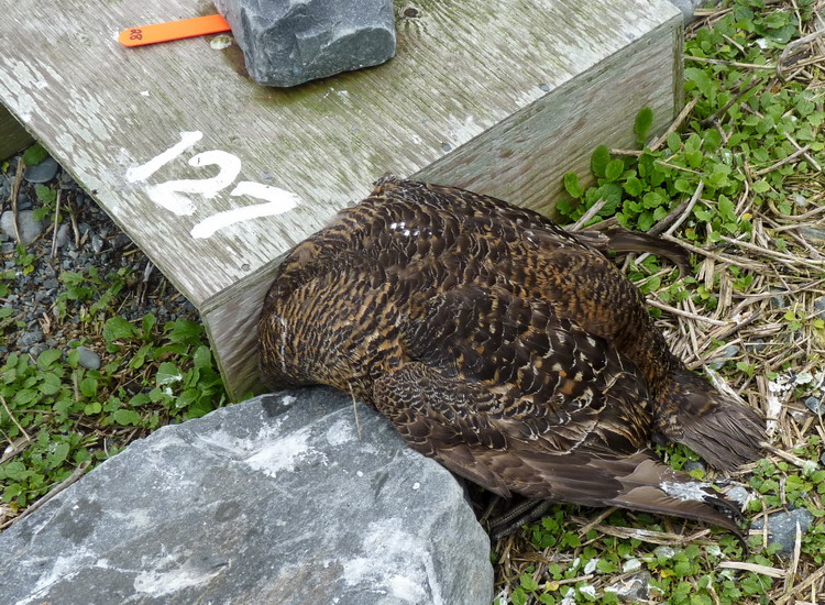Dead female Common Eider - North Brother - June 4, 2015 - Ted D'Eon photo