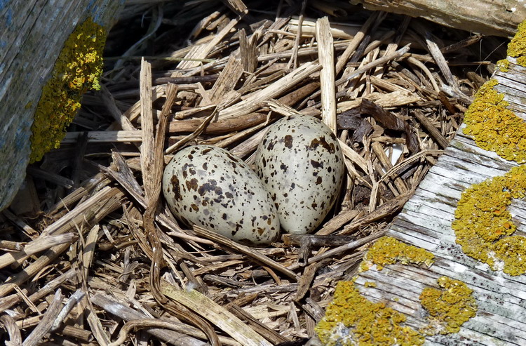 Roseate Tern nest No. 49 - North Brother - June 22, 2016 - Ted D'Eon photo