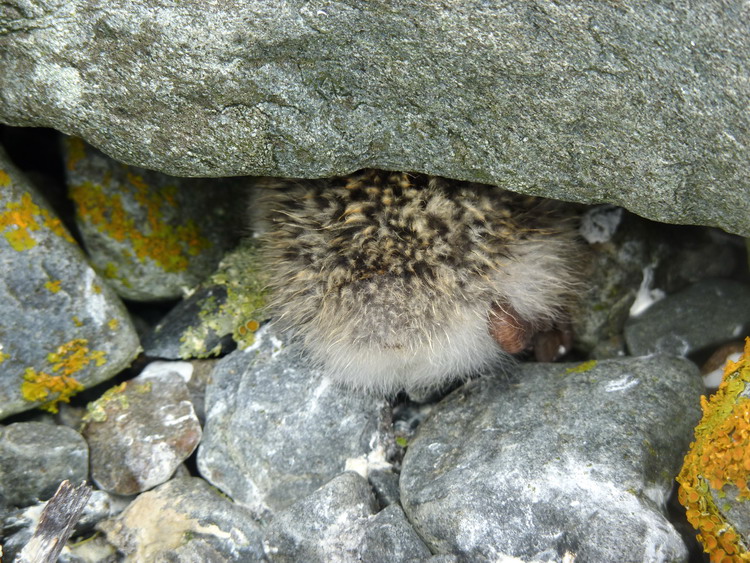 Lots of hiding places for the ROST chicks - Gull Island, July 29, 2017 - Ted D'Eon photo