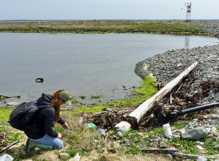 Manon marking a tern nest - Gull Island, May 22, 2018 - Ted D'Eon photo