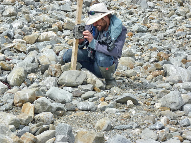Trail camera setup - Gull Island, May 22, 2018 - Ted D'Eon photo