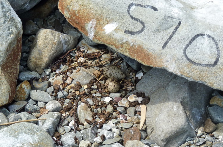 Roseate Tern nest S10 - Gull Island, June 21, 2018 - Ted D'Eon photo
