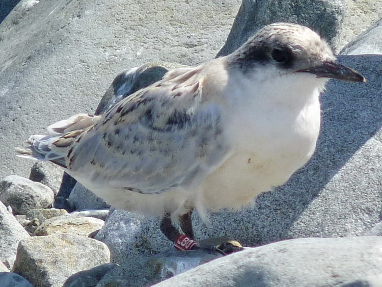 Roseate Tern chick LB0 - Gull Island, July 16, 2018 - Ted D'Eon photo