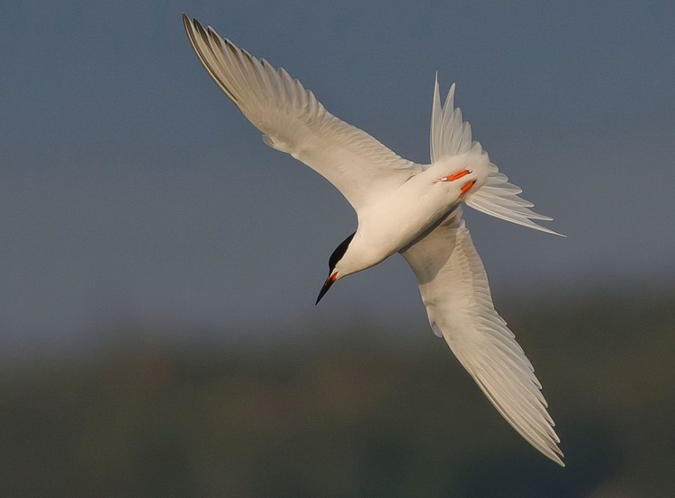 Roseate Tern in Pubnico Harbour, Lower West Pubnoco, NS, July 21, 2014 - Ronnie d'Entremont photo