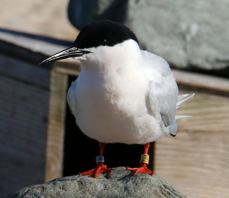Roseate Tern (VR2) with GPS backpack