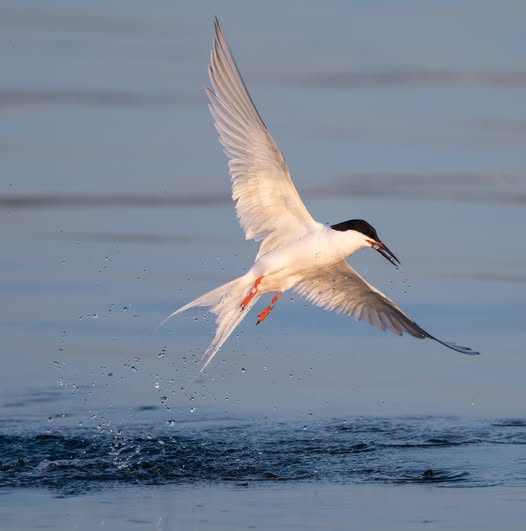 Roseate Tern Z00 flying off after a successful dive
