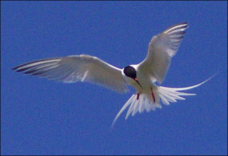 Dcp_3524crop