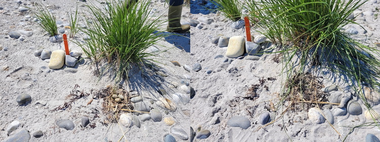 Staked COTE nest 08, Cape Sable - July 4, 2022 - Alix d'Entremont photo