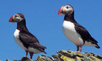 Common Puffin, Green Rock, Nova Scotia - Ted C. D'Eon - Aug 1, 2002
