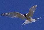Roseate Tern above North Brother, Nova Scotia - Ted C. D'Eon - July 21, 2002