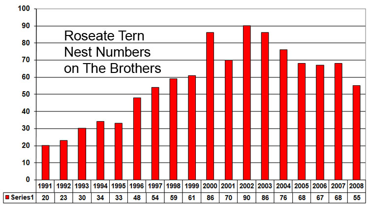 Roseate Tern Nests - 2008